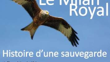 Projection du Film Documentaire « Le milan royal, histoire d’une sauvegarde"