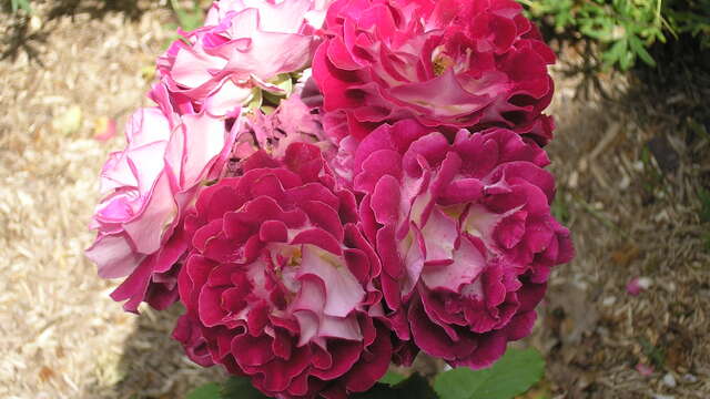 Inauguration de l’Escapade des Roses