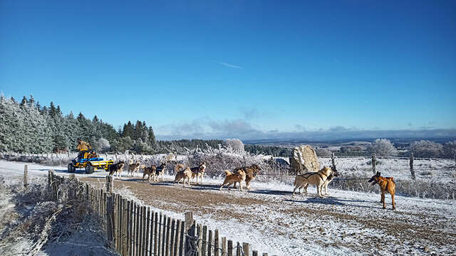 LEILA'VENTURE - CHIENS DE TRAINEAUX
