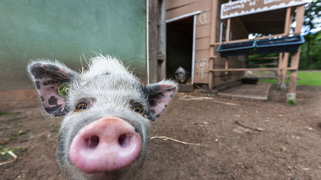Complexe de Bétange