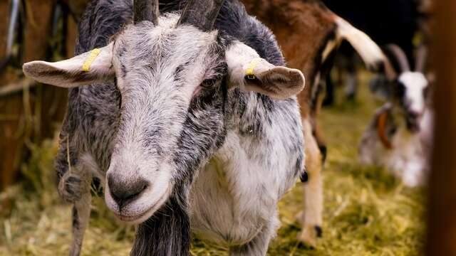 La chèvre'rit - Céline Arnould