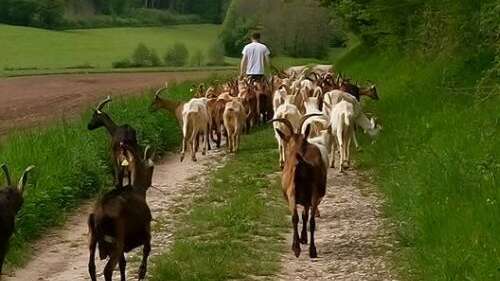 Chèvrerie - la chèvre ' rit