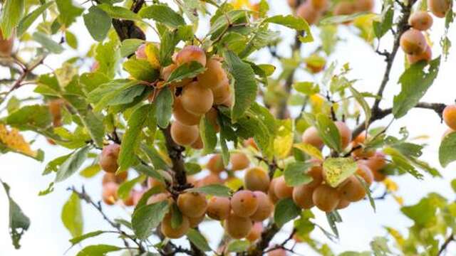 L'atelier des champs