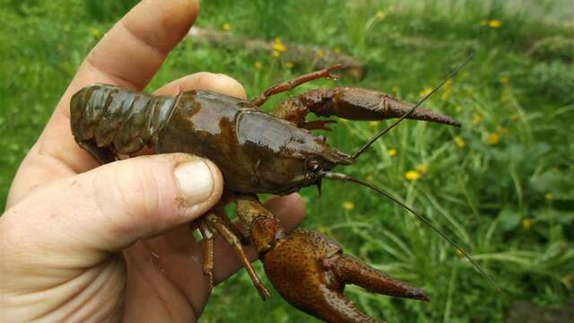 Les écrevisses de Jean-Philippe Hames