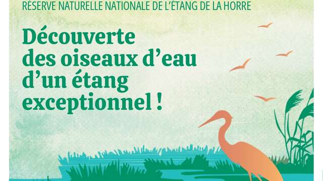 Découverte des oiseaux d'eau d'un étang exceptionnel