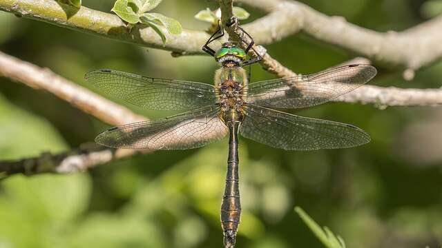 Au pays des libellules