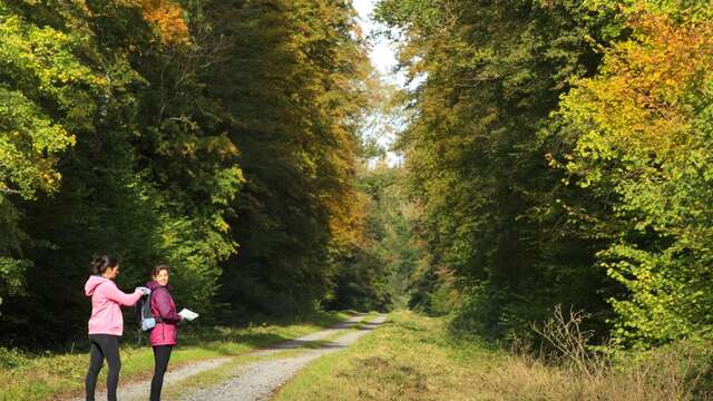 La chaussée Brunehaut