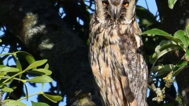 Sur la piste des Houppeux