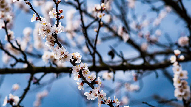 Sortie nature à Laon : "Les arbres et leurs bourgeons"