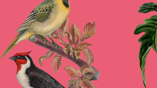 Lectures, jeux, activité manuelle : Oiseaux