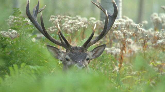 Le brame du cerf