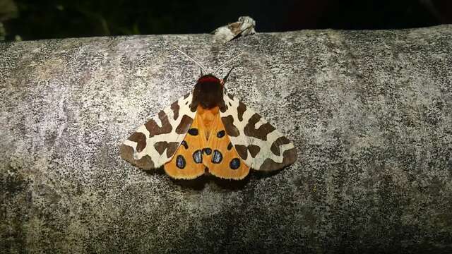 Vol de nuit chez les papillons !