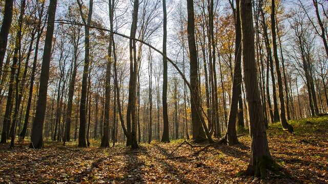 La forêt de Marle
