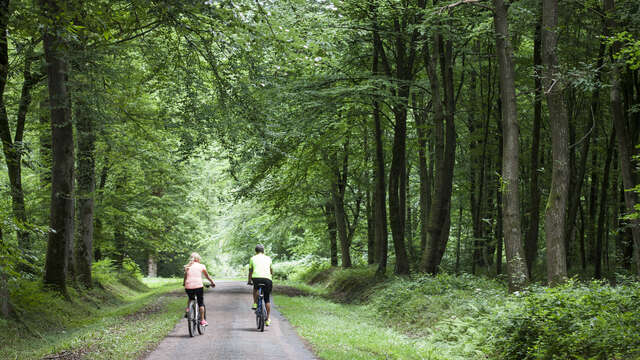 L'Aisne à vélo : trésors cachés en forêt de Saint-Gobain