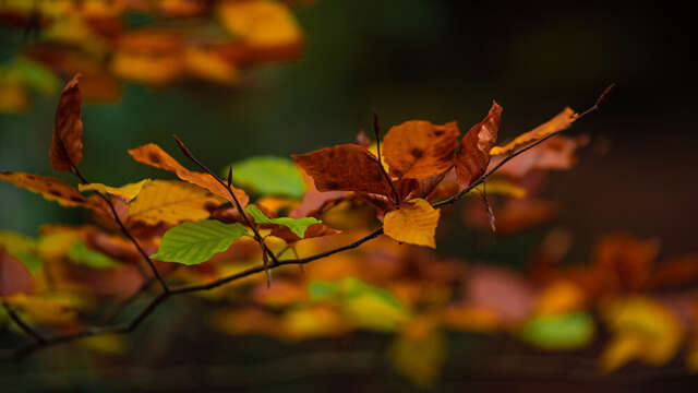 Les Bruyères de Gondreville
