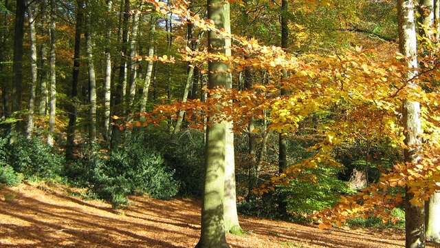Couleurs d'automne