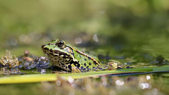 Sortie nature à Parfondru : "Il y a COA dans la mare ?"