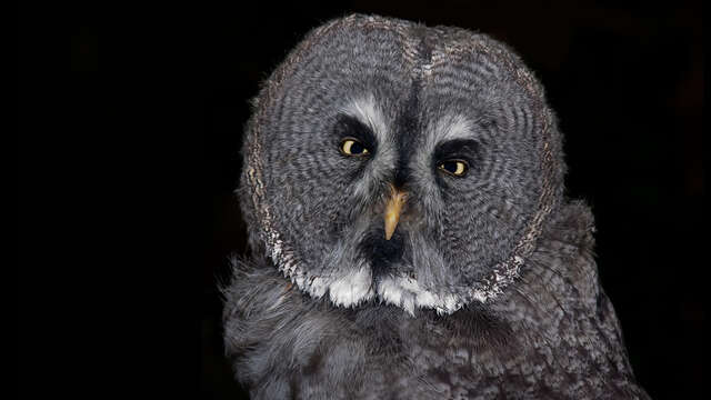 Sortie nature à Laon : "Balade nocturne"