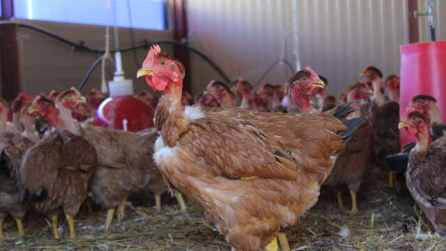 Ferme bio de Marigny