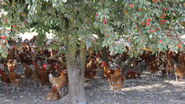 La ferme de Larget