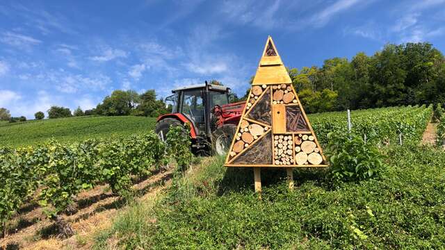 Randonnée pédagogique : "Hôtels à insectes" dans les vignes du champagne Marteaux