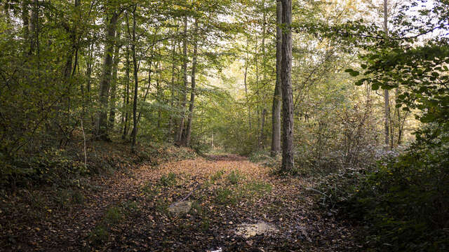 L'Aisne à vélo : trésors cachés en forêt de Saint-Gobain