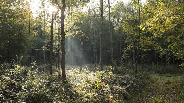 Le sentier de l'étang