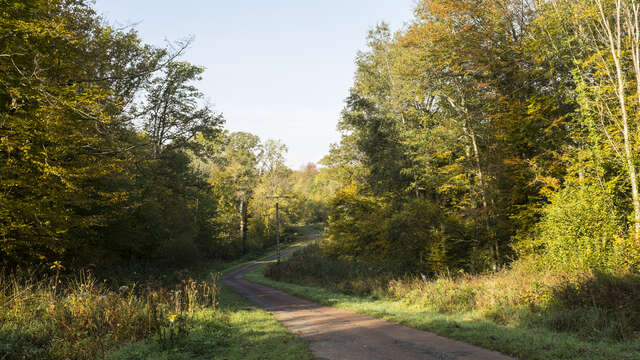 Une belle forêt Française