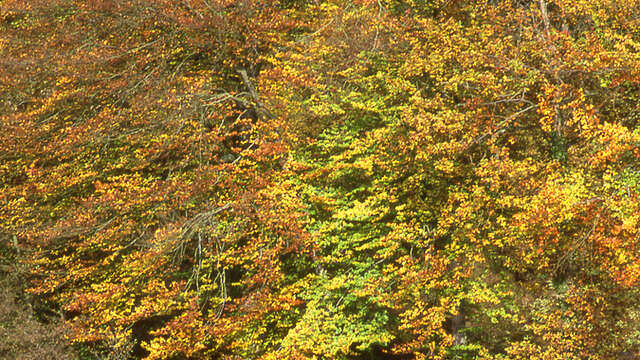 Fontaines du Prince et de Saint-Martin