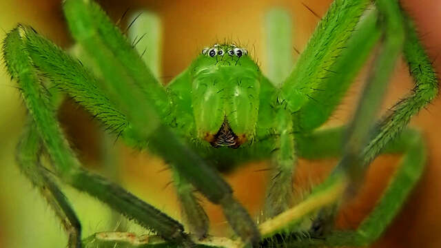 Sortie nature à Bouconville-Vauclair : "Brrr, une araignée !"