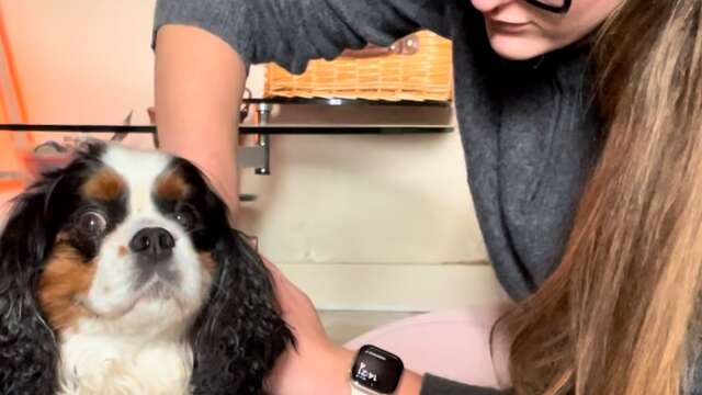 Champagne et massages canin.