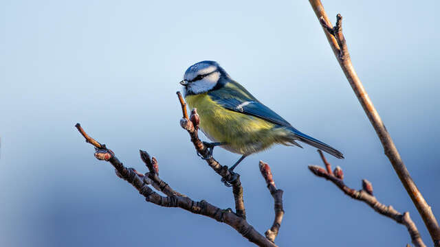 Sortie nature à Vauclair : "Oiseaux des bois et forêts"