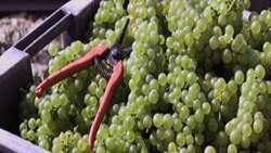 "Vendanges avec le champagne Méteyer"