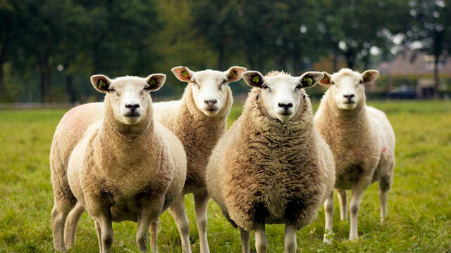 Sortie nature à Craonne : "La transhumance du Chemin des Dames"