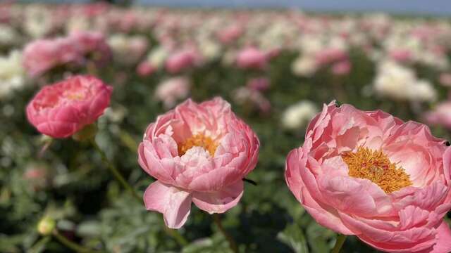 Les pivoines de Picardie