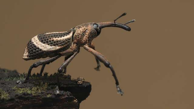 A la découverte des insectes du parc d'Isle : conférence et sortie nature