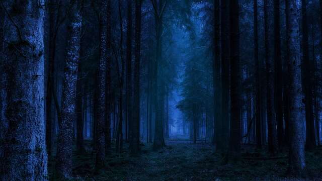 Nocturne en forêt de Retz