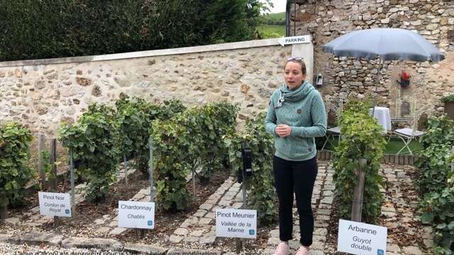 Caves de champagne ouvertes les dimanches et jours fériés sur la route touristique du champagne