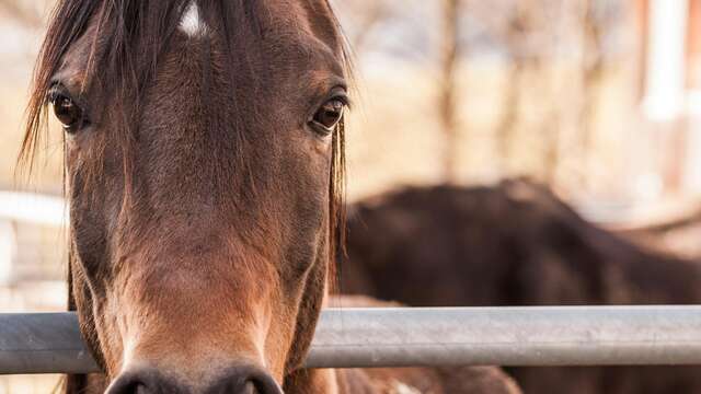 Centre équestre : The Black Beauty