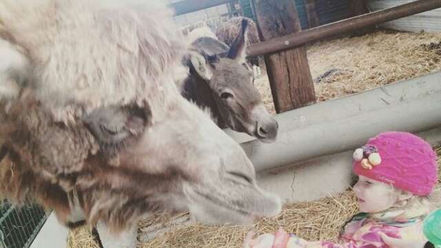 Visite en famille du parc animalier le Camélus à Ghyvelde
