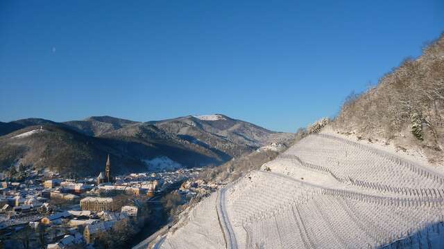 Le vignoble du Rangen