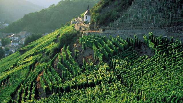 Le vignoble du Rangen