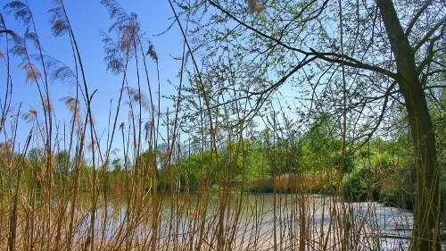 Petite Camargue Alsacienne