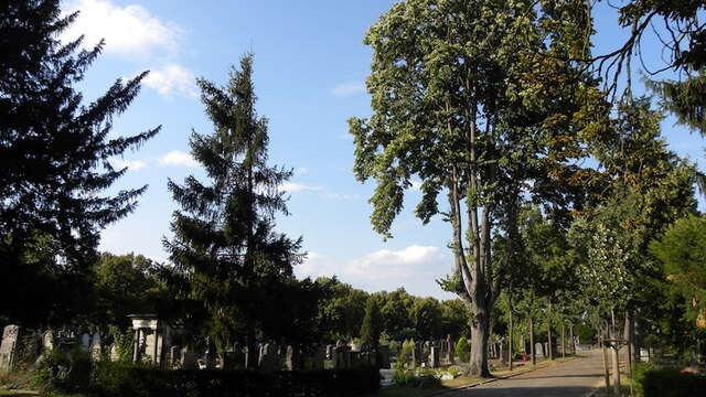 Visite guidée : le cimetière, entre art et histoire