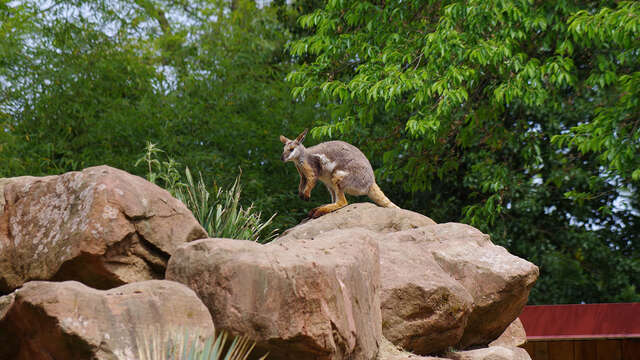 Visite guidée : curiosités zoologiques