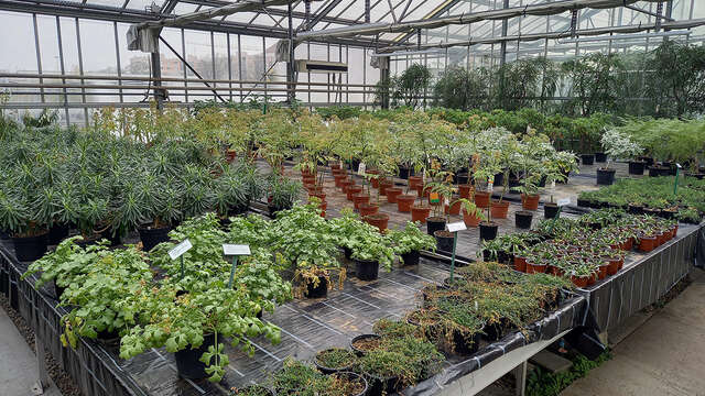 Guided tour of the production greenhouses and conservatory of the City of Mulhouse
