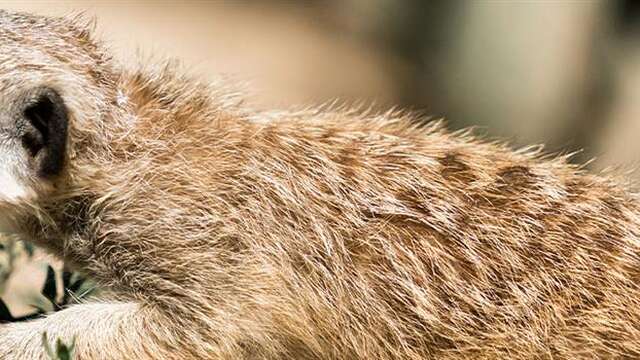 Visite guidée : Vivre ensemble, pourquoi ?