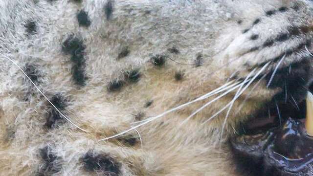 Visite guidée : On a les crocs !