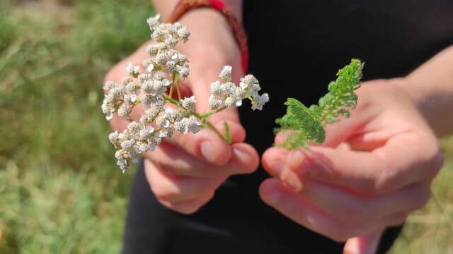 Balade découverte plantes médicinales et aromatiques