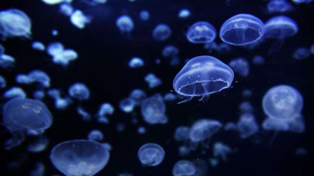 Aquashow